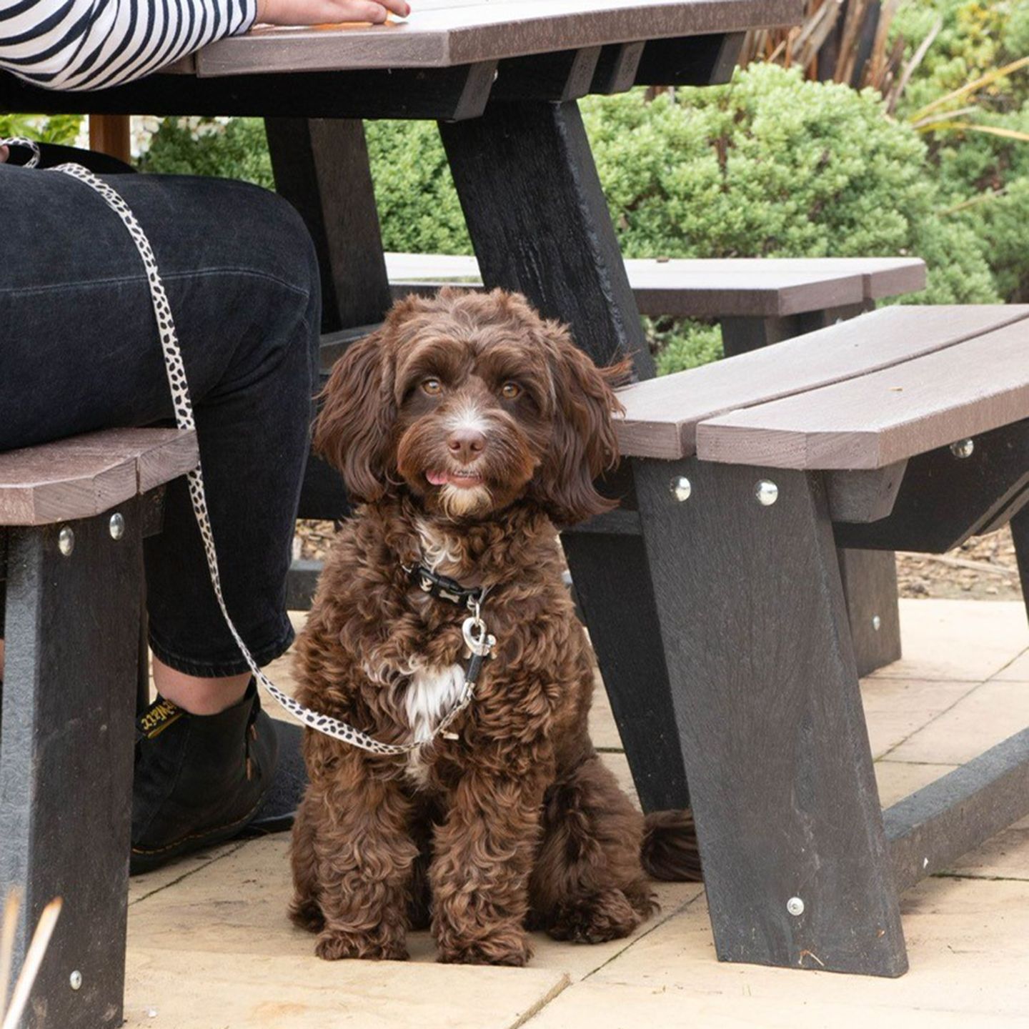 Your local dog friendly pub in Great Sutton